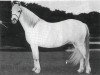 stallion Craven Cyrus (Welsh mountain pony (SEK.A), 1927, from King Cyrus ox)