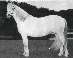 stallion Craven Cyrus (Welsh mountain pony (SEK.A), 1927, from King Cyrus ox)