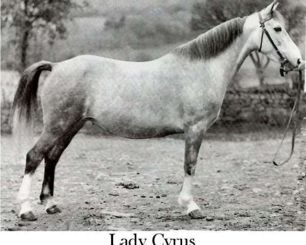 Zuchtstute Lady Cyrus (Welsh Pony (Sek.B), 1941, von Craven Cyrus)