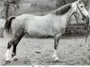 broodmare Lady Cyrus (Welsh-Pony (Section B), 1941, from Craven Cyrus)