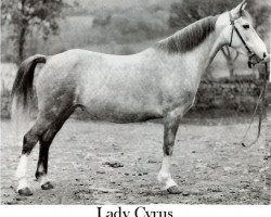 Zuchtstute Lady Cyrus (Welsh Pony (Sek.B), 1941, von Craven Cyrus)