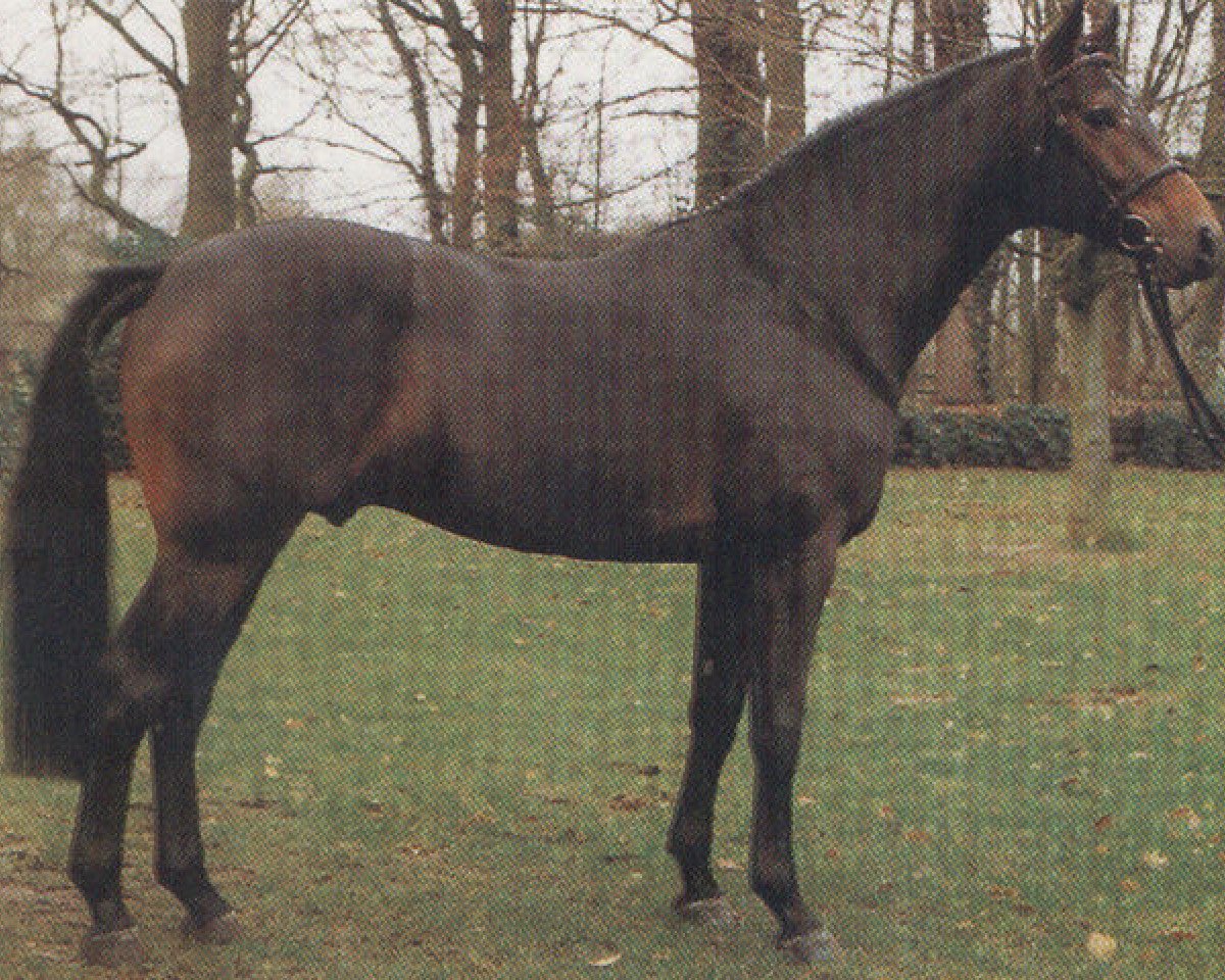 Deckhengst Lario (Holsteiner, 1987, von Landgraf I)