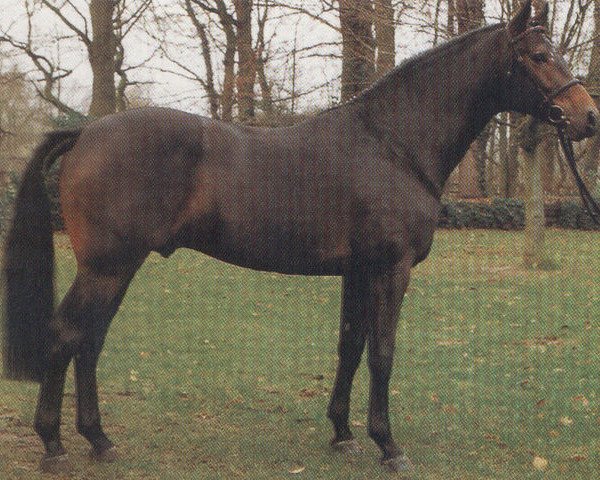 Deckhengst Lario (Holsteiner, 1987, von Landgraf I)