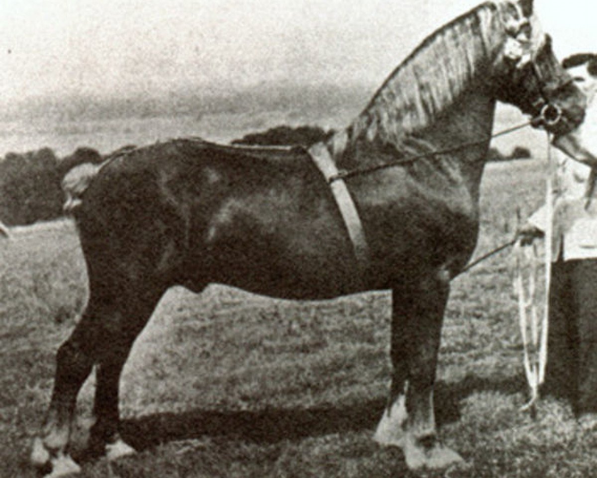 Deckhengst Mathrafal (Welsh-Cob (Sek. D), 1936, von Mab-Y-Brenin)