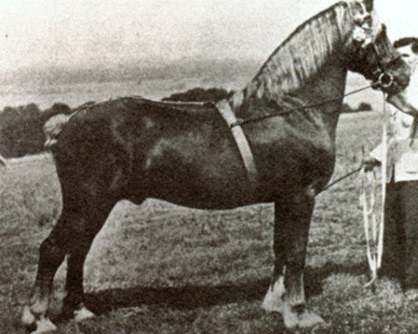 stallion Mathrafal (Welsh-Cob (Sek. D), 1936, from Mab-Y-Brenin)