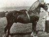 stallion Mathrafal (Welsh-Cob (Sek. D), 1936, from Mab-Y-Brenin)