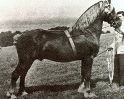 Deckhengst Mathrafal (Welsh-Cob (Sek. D), 1936, von Mab-Y-Brenin)