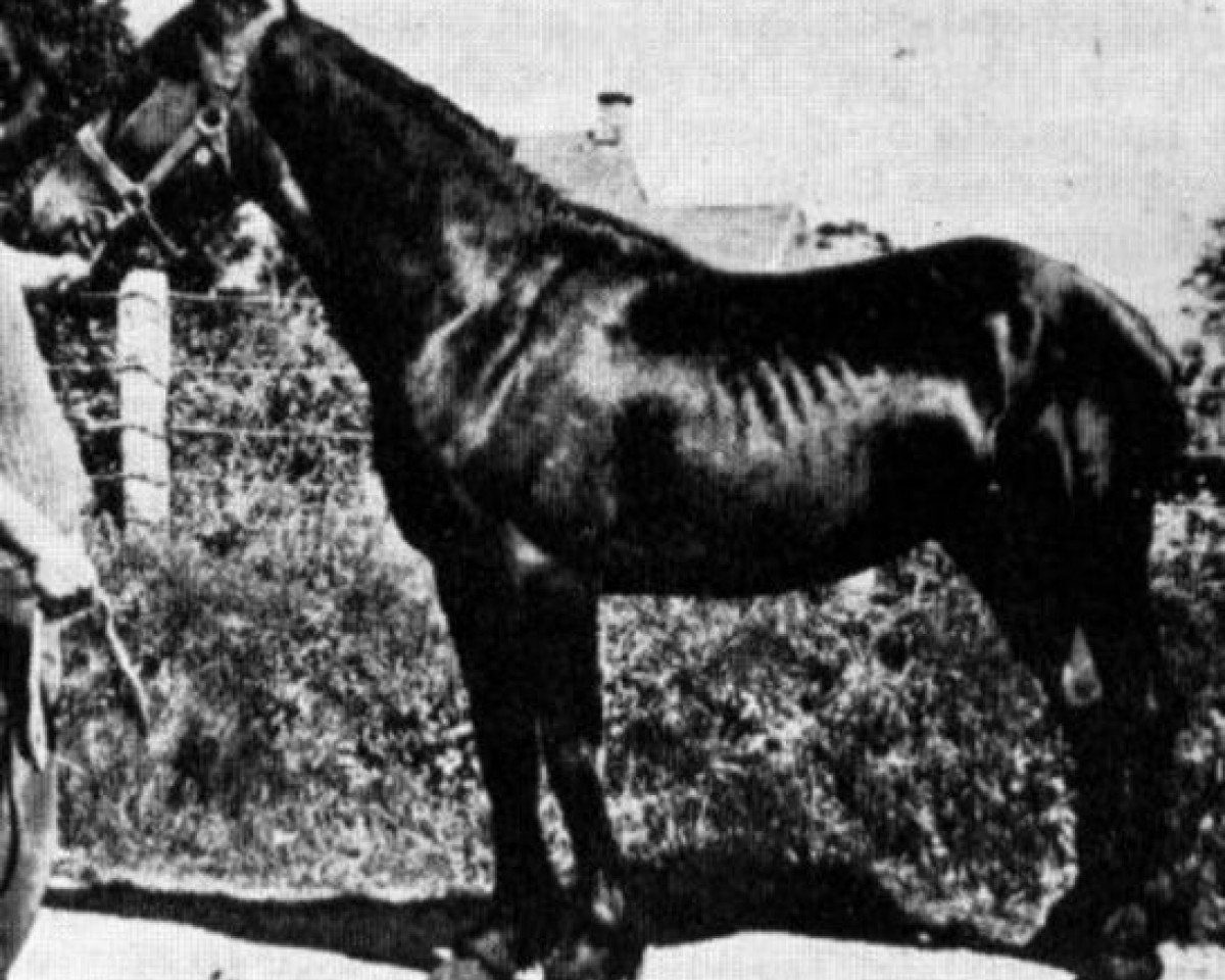 stallion Cahn Dafydd (Welsh-Cob (Sek. D), 1942, from Mathrafal)