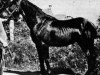 stallion Cahn Dafydd (Welsh-Cob (Sek. D), 1942, from Mathrafal)
