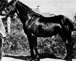 Deckhengst Cahn Dafydd (Welsh-Cob (Sek. D), 1942, von Mathrafal)