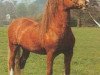 stallion Brynymor Welsh Magic (Welsh-Cob (Sek. D), 1973, from Nebo Black Magic)