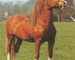 Deckhengst Brynymor Welsh Magic (Welsh-Cob (Sek. D), 1973, von Nebo Black Magic)