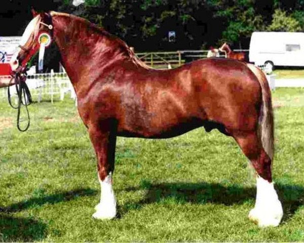 stallion Menai Sparkling Magic (Welsh-Cob (Sek. D), 1988, from Brynymor Welsh Magic)