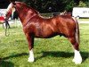 stallion Menai Sparkling Magic (Welsh-Cob (Sek. D), 1988, from Brynymor Welsh Magic)