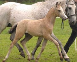 broodmare Filia (German Riding Pony, 1995, from Apslau xx)