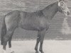 stallion Roland (Westphalian, 1970, from Radetzky)