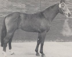 stallion Roland (Westphalian, 1970, from Radetzky)