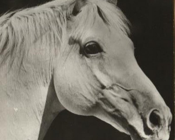stallion Baba xx (Thoroughbred, 1962, from Niederlaender xx)