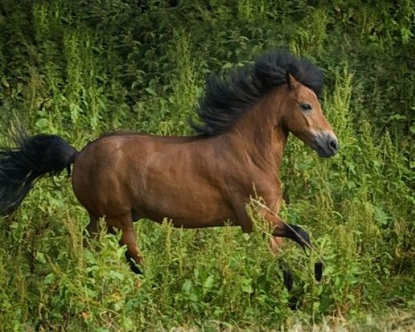 dressage horse Esprit 350 (Shetland Pony, 1994)