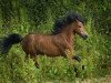 dressage horse Esprit 350 (Shetland Pony, 1994)