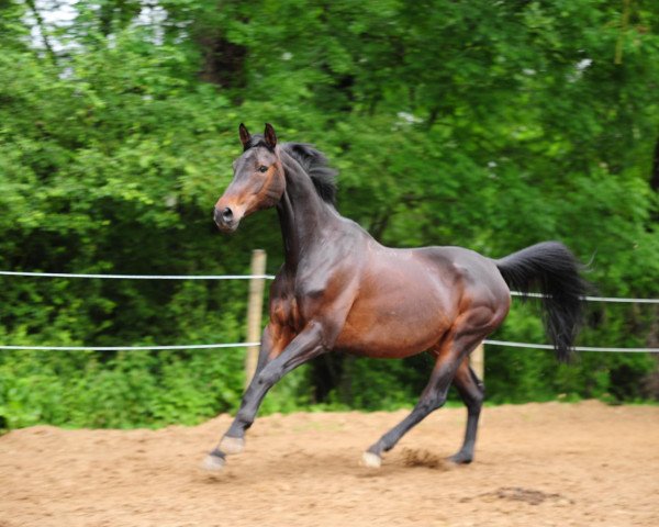 horse Debbie 31 (Zweibrücken, 1995, from Dressman)
