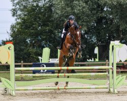 jumper Cornetto Nuss 2 (Oldenburg show jumper, 2007, from Calato)