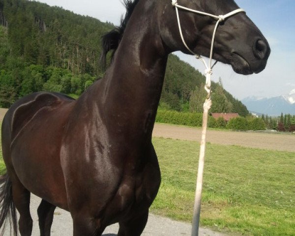 dressage horse Levante (Oldenburg, 2007, from Sir Donnerhall I)