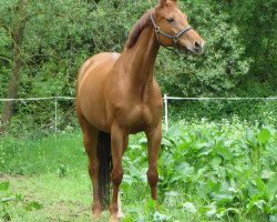 Dressurpferd Coriana 32 (Selle Français, 2004, von Coriano)