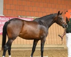 horse My little Pony W (Deutsches Reitpony, 2017, from Samorens Maestro)