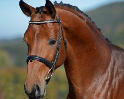 stallion Indox Connex (Hanoverian, 2009, from Iberio)