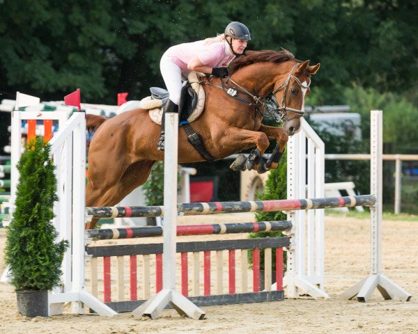 jumper Francesco 61 (Hanoverian, 2003, from Forsyth)