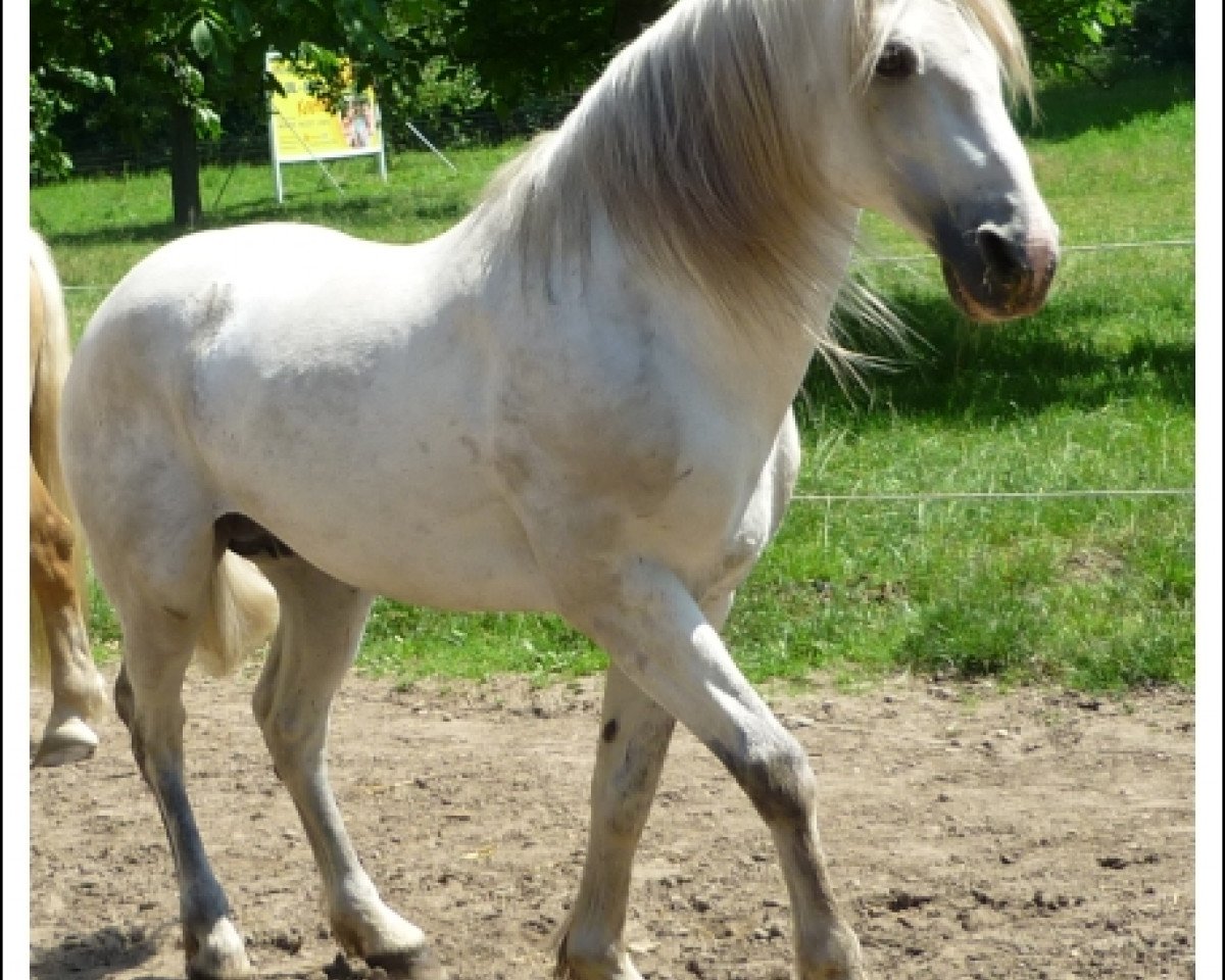 stallion Baunely's Dipper (Connemara Pony, 1993, from Teglstrup Duke)
