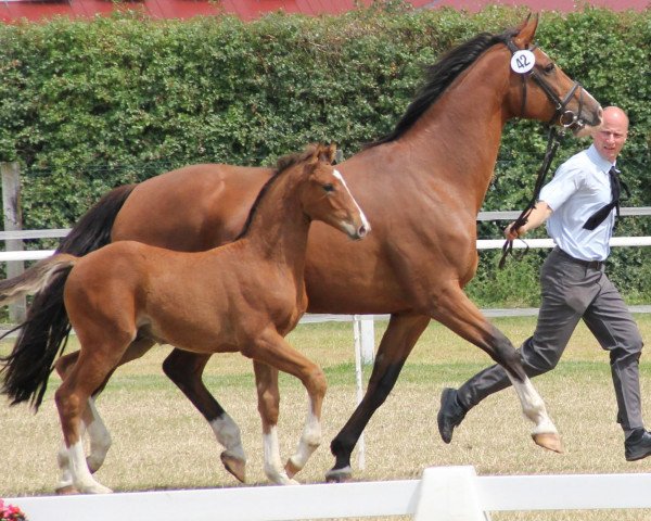 Springpferd Calli 25 (Westfale, 2013, von Cup Cooper)