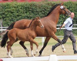 Springpferd Calli 25 (Westfale, 2013, von Cup Cooper)