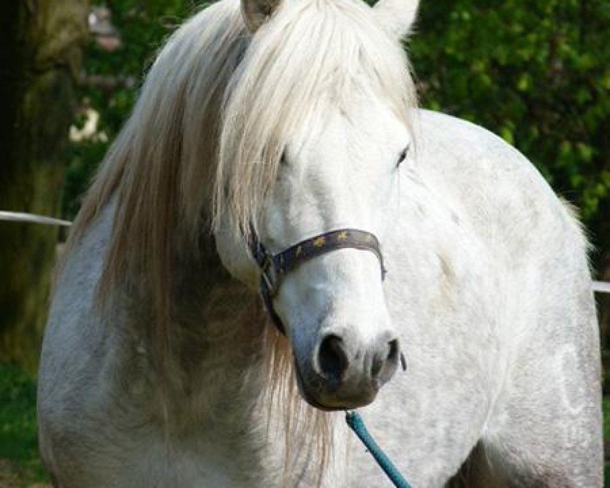 Deckhengst Sunshine Neven Starr (Connemara-Pony, 2002, von Ardgaineen Boy)