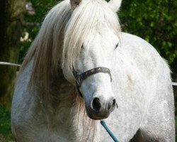 Deckhengst Sunshine Neven Starr (Connemara-Pony, 2002, von Ardgaineen Boy)