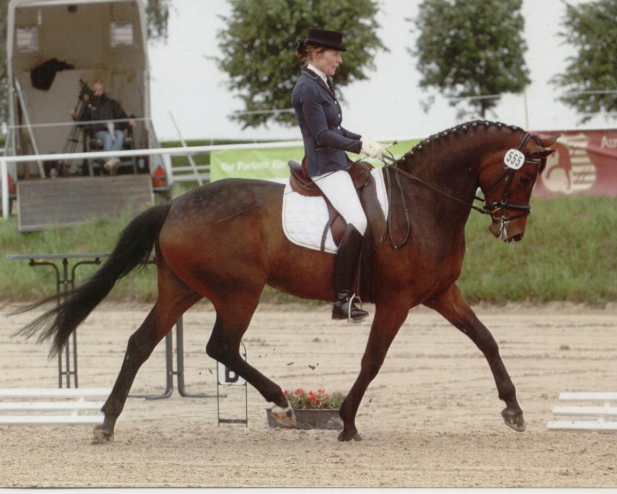 broodmare Riccina (Westphalian, 2007, from Riccio)