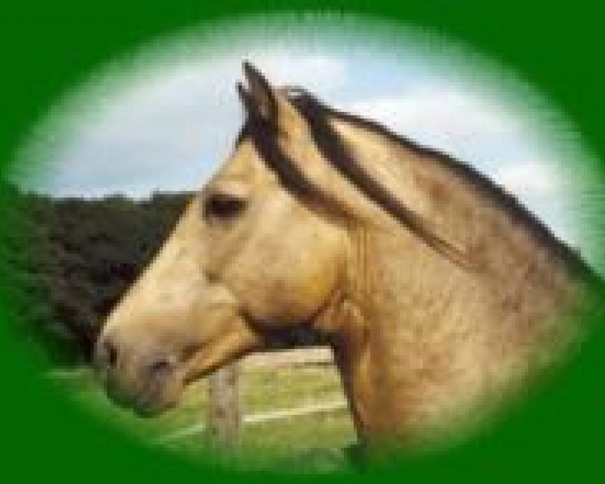 Deckhengst Fedor Dun (Connemara-Pony, 1988, von Flagrant)