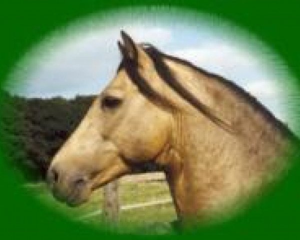 stallion Fedor Dun (Connemara Pony, 1988, from Flagrant)