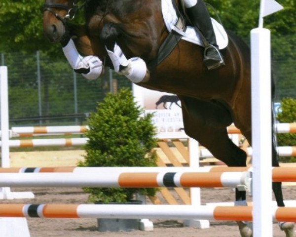 dressage horse Starlett S (Westphalian, 2004, from Sunny-Boy)