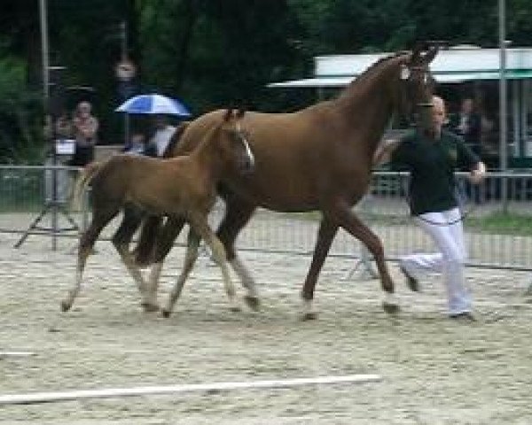 Zuchtstute Sienna HL (Rheinländer, 2009, von Swarovski)