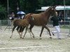 broodmare Sienna HL (Rhinelander, 2009, from Swarovski)