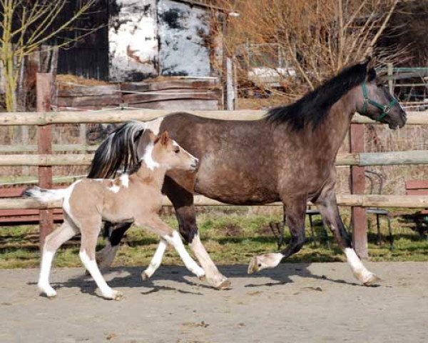 broodmare Sareika (Lewitzer,  , from Laredo)