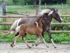 broodmare Savannah (Lewitzer, 2006, from Shawan)