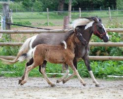 Zuchtstute Savannah (Lewitzer, 2006, von Shawan)