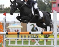 stallion Billy the King (German Riding Pony, 2003, from Brillant)