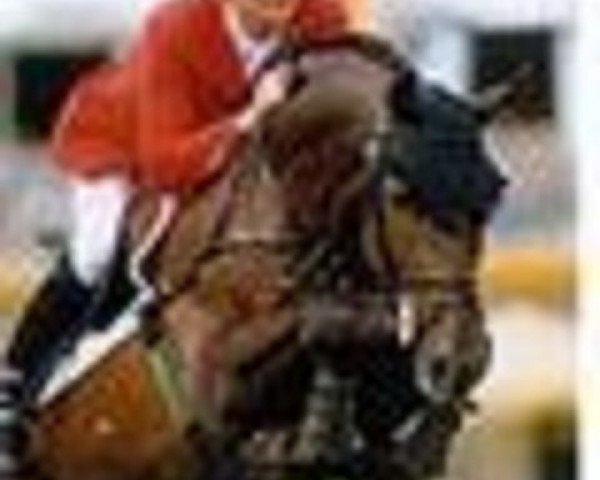 stallion Glennridge (Dutch Warmblood, 1988, from Wellington)