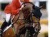 stallion Glennridge (Dutch Warmblood, 1988, from Wellington)