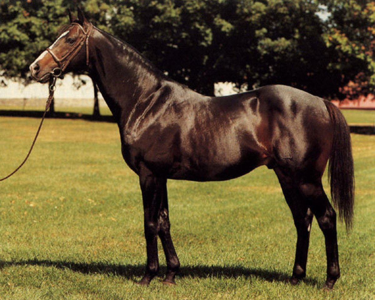 stallion Lyheor xx (Thoroughbred, 1975, from Lyphard xx)