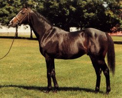 stallion Lyheor xx (Thoroughbred, 1975, from Lyphard xx)